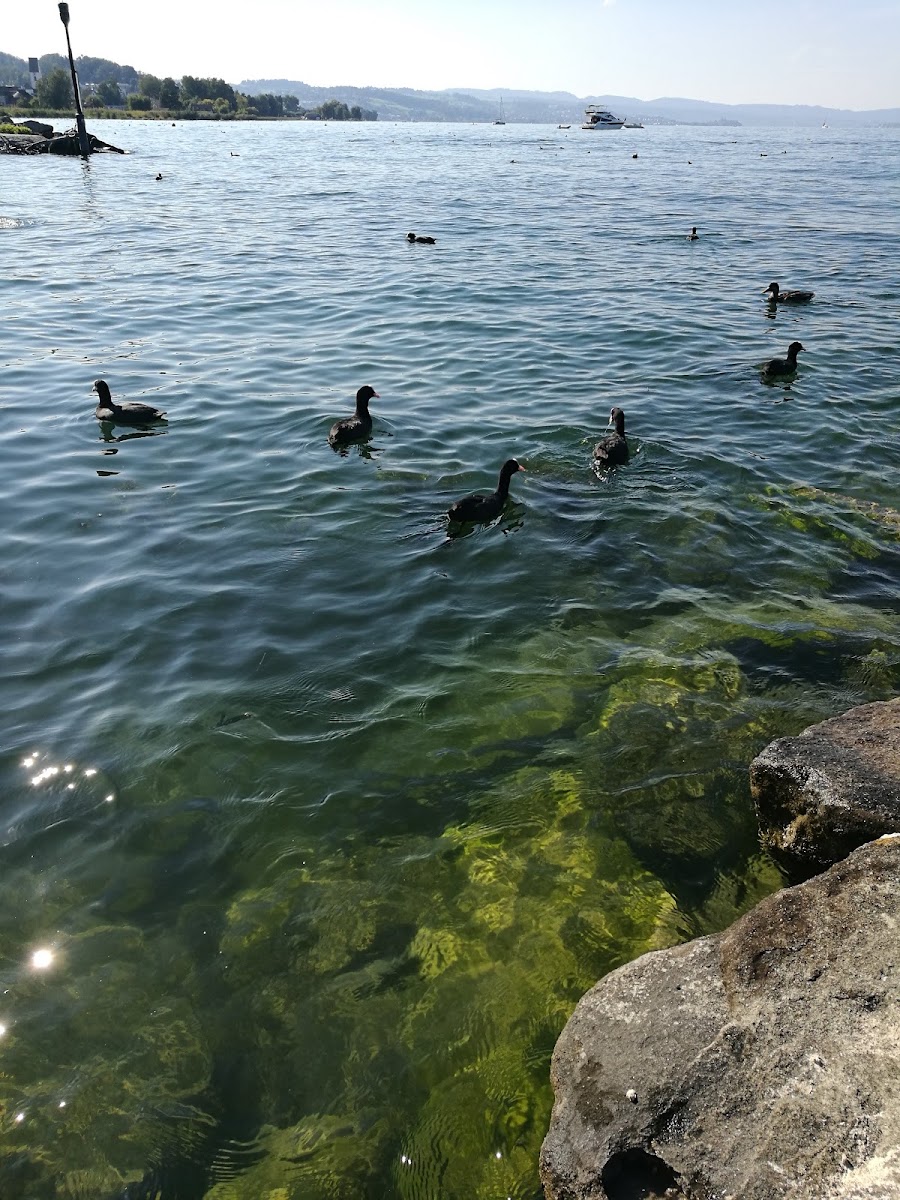 Seebad Pfäffikon SZ